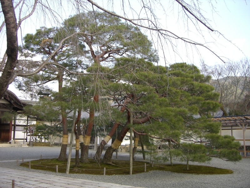 松吹流し