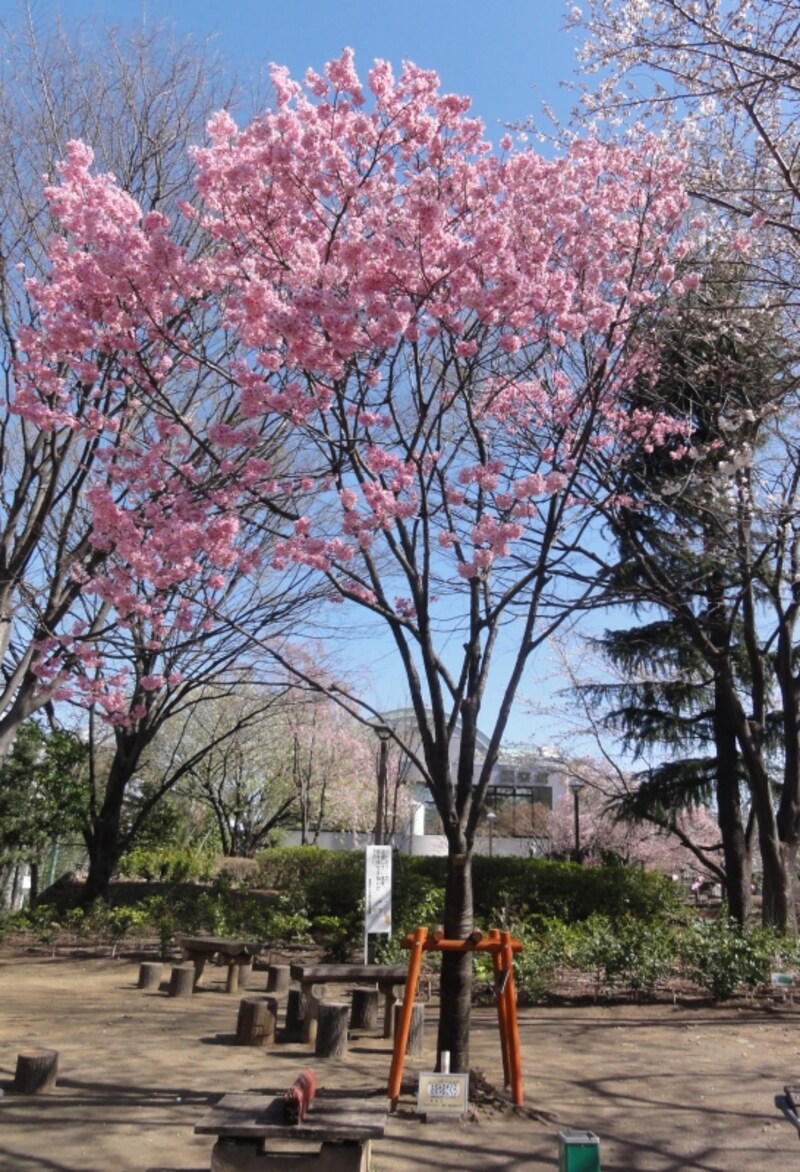 北海道、北陸、中部地方以北、山陰、四国などに自生している野生種の桜
