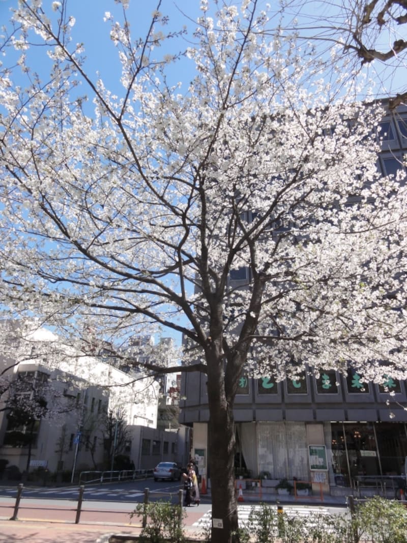 花の香りが魅力的なのだそうだ