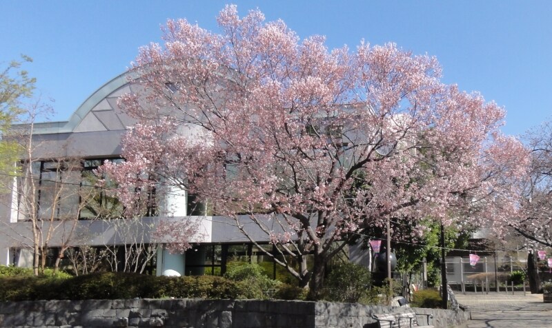 お彼岸の時期に咲く。ソメイヨシノより少し開花は早く、花の色も濃い