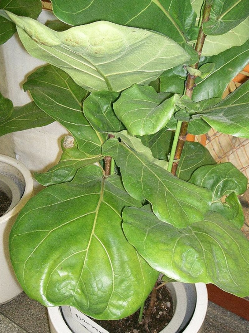 カシワバゴムノキ