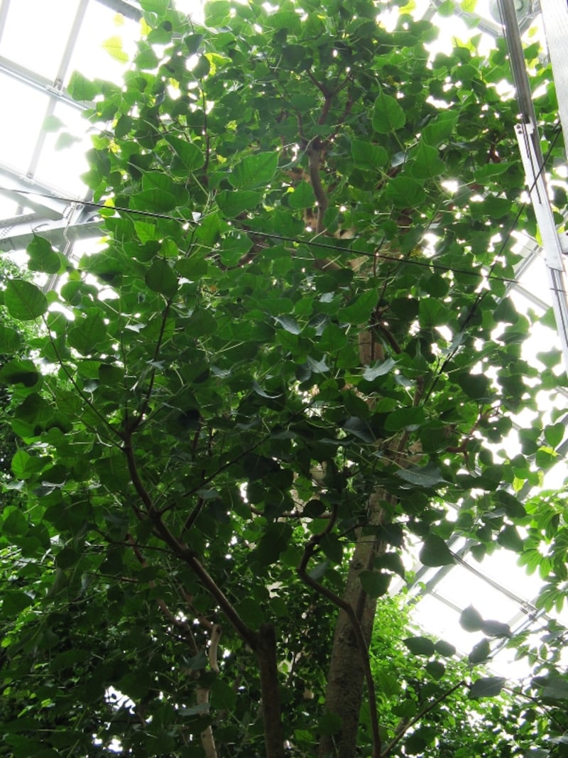 インドボダイジュ