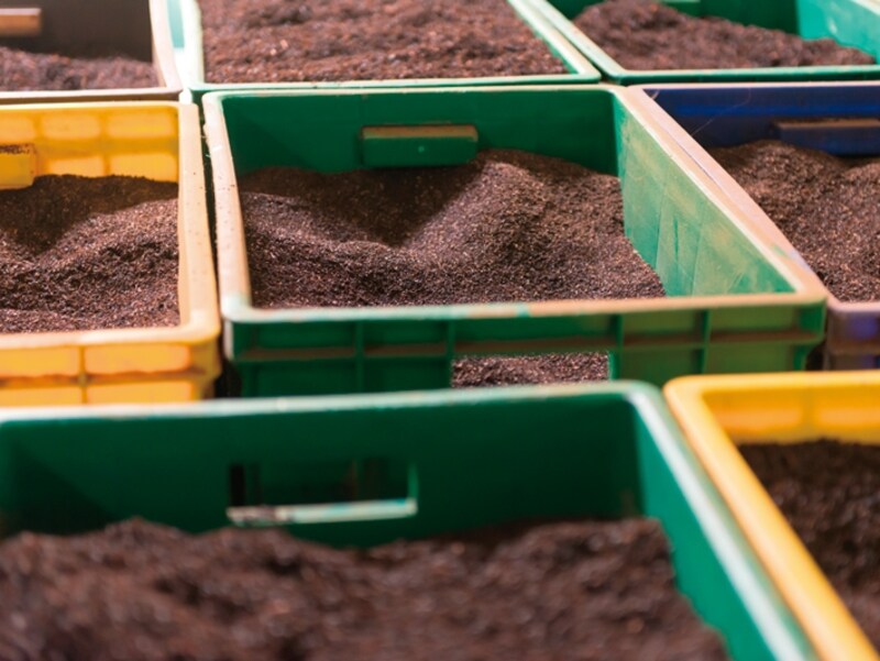 普通の茶葉は加工されて丸い粒に。高級なゴールデンチップ、シルバーチップは芽の形のまま