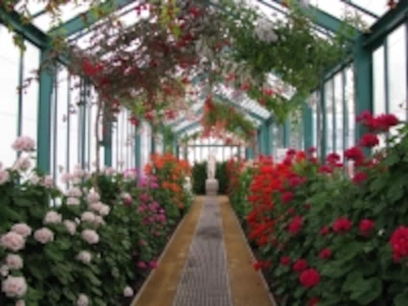 鮮やかな花に包まれる散歩道