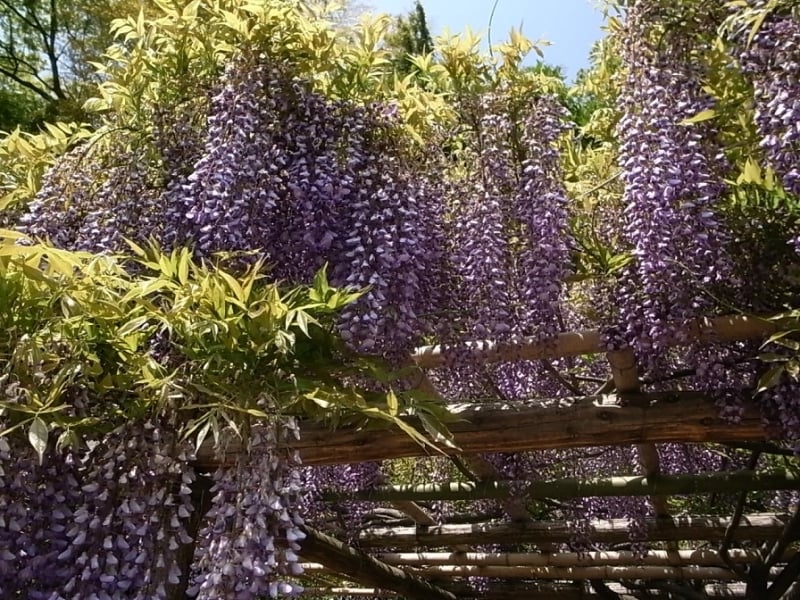 一番古いもので樹齢1200年を誇る