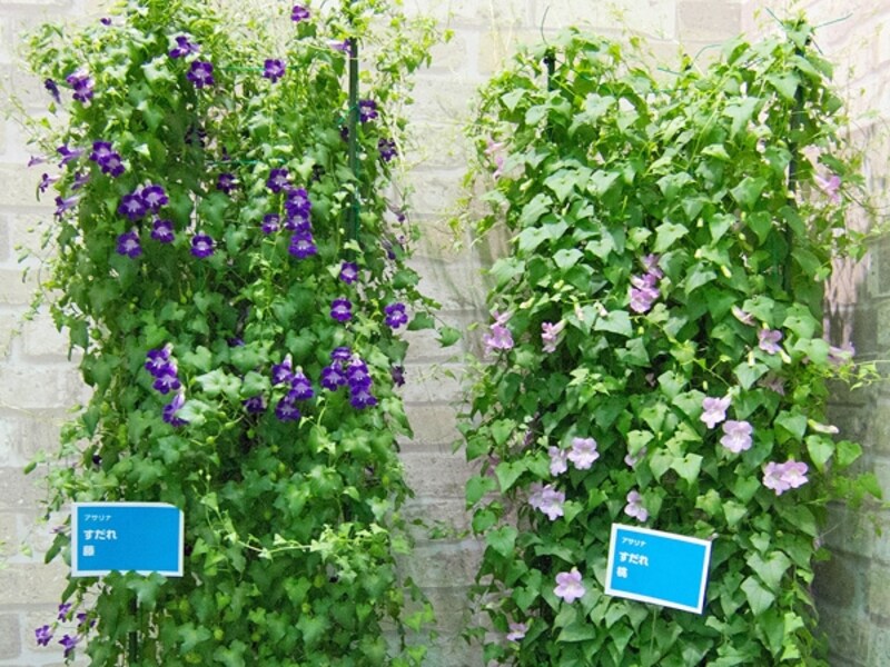 アサリナのグリーンカーテン