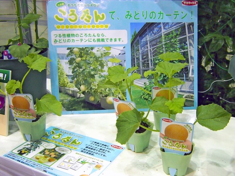 ネットメロンころたん