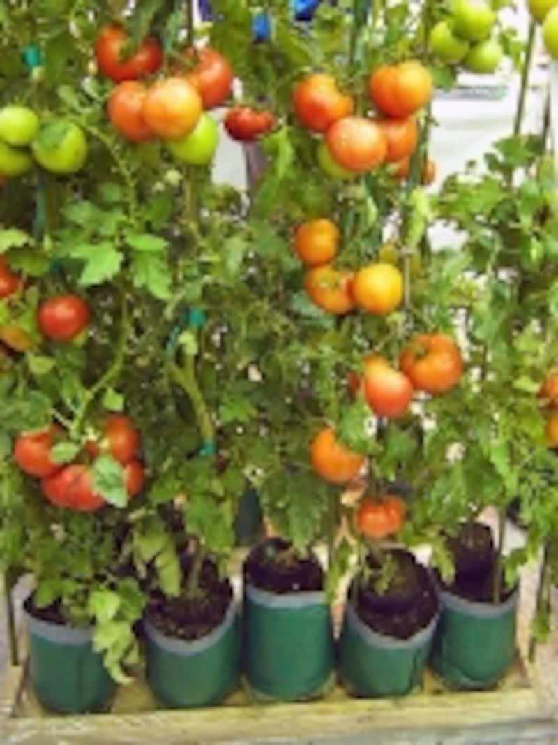 ベルポットのトマト