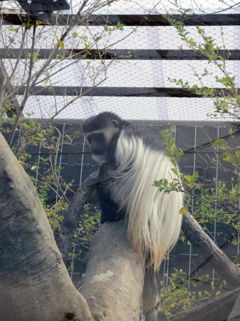 アビシニアコロブスが展示場の中を元気に動き回ります