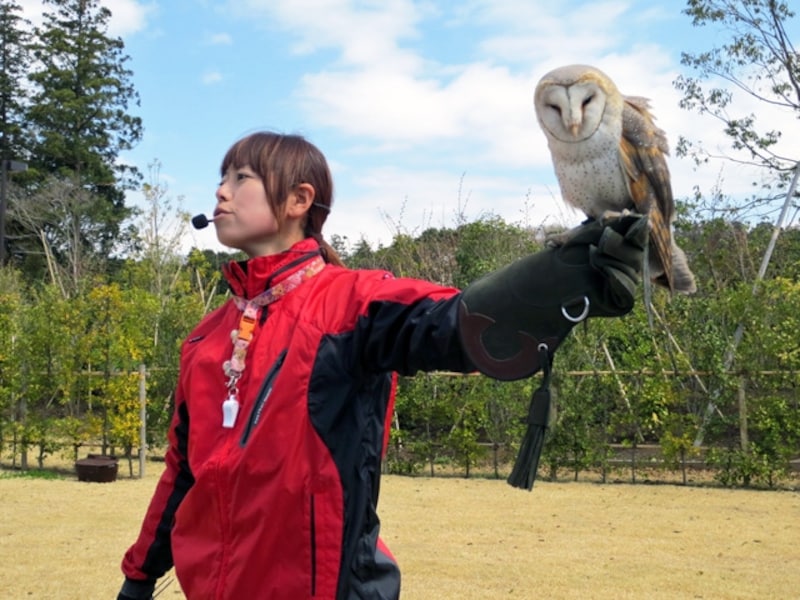 フクロウとミミヅクの違いを、実際に見ながら学べます