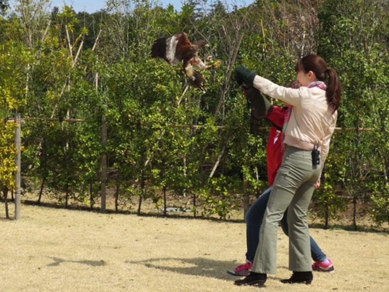 鳥たちが間近に飛翔し、迫力満点の「バードショー」。ハリスホークのリョーマくんを腕でキャッチ！