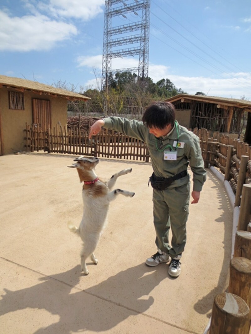 人懐っこい動きがかわいい、ヤギの仲間「ピグミーゴート」