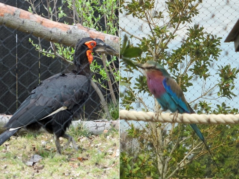 アフリカンバードハウスには、カラフルな鳥がたくさん！