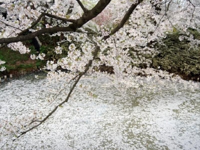 お堀の桜
