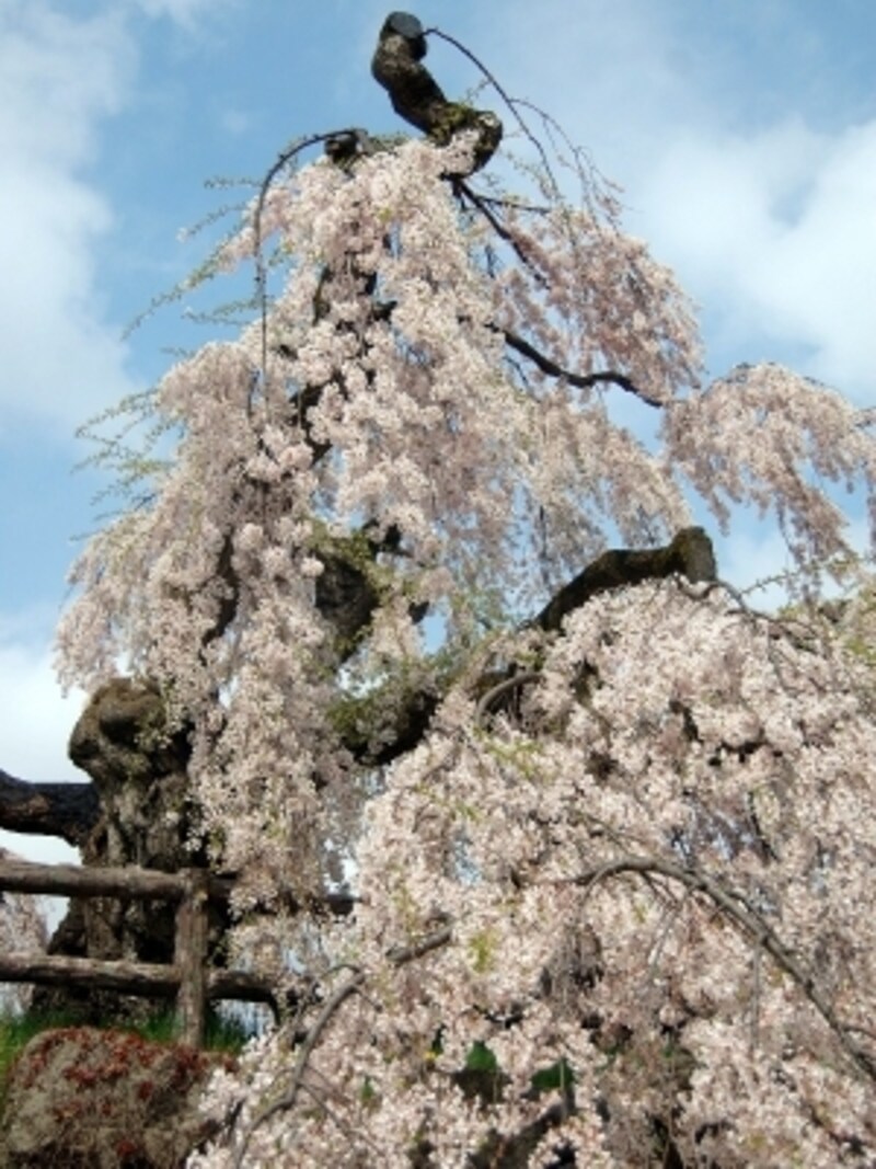 弘前公園の桜
