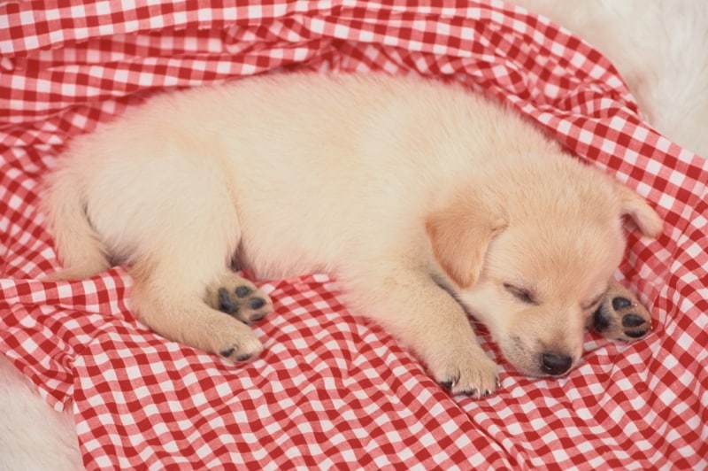 子犬を迎えてからも、ストレスを感じないように様子を見てあげて。