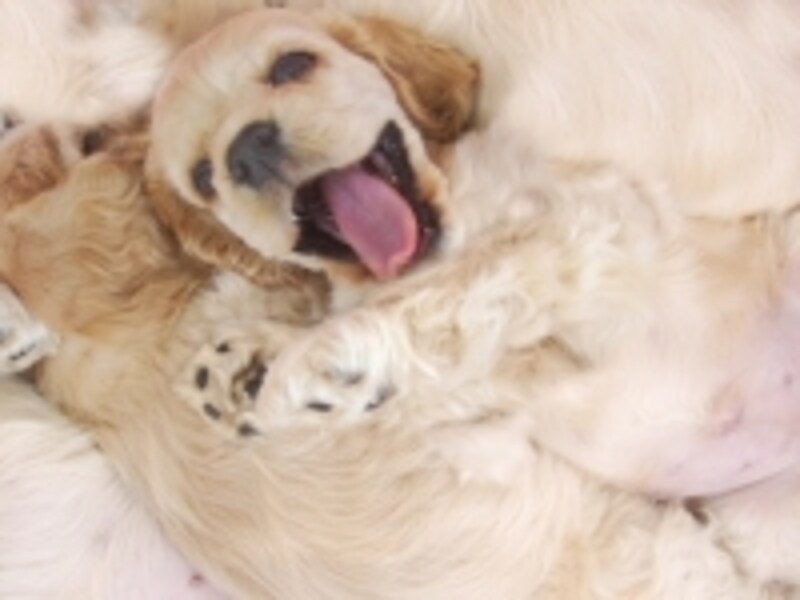 待ちに待った子犬がやってきた