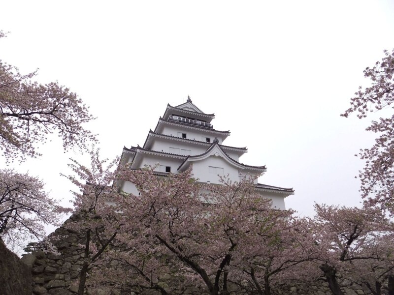 鶴ヶ城・天守閣と桜（1）