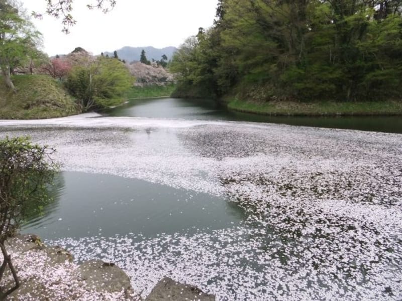 鶴ヶ城のお濠に浮かぶ花筏