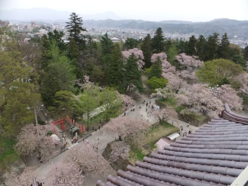 鶴ヶ城・天守閣五階から本丸の桜を見下ろす（1）