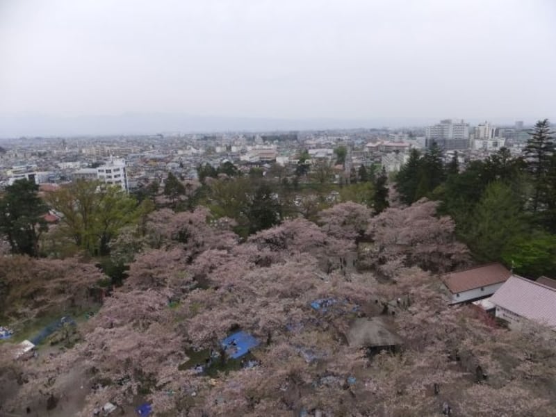 鶴ヶ城・天守閣五階から本丸の桜を見下ろす（2）