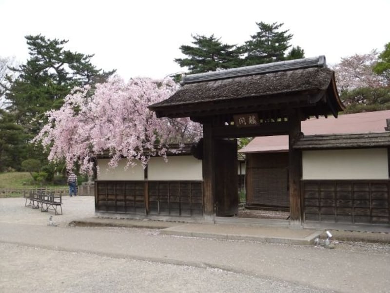 茶室麟閣のしだれ桜
