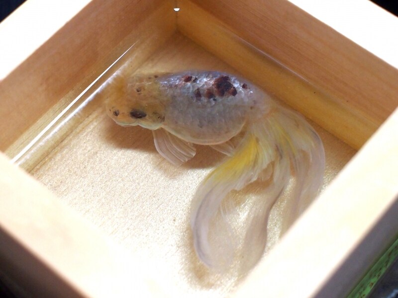 制作途中の深堀隆介さんの作品