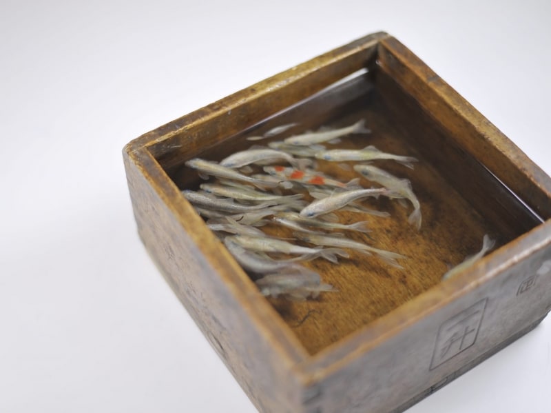 一升ノ花undefineda cup of fiower