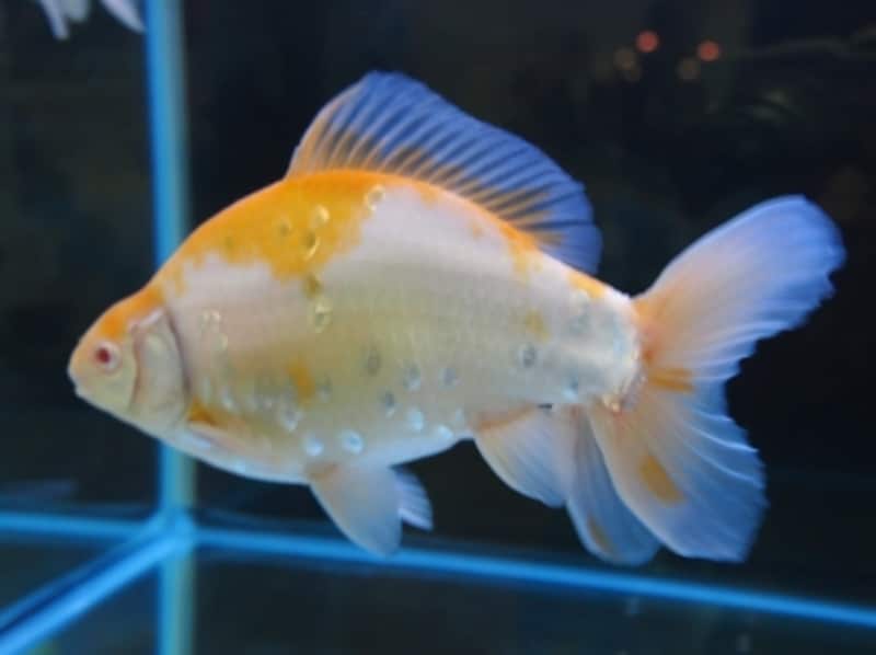 珍しい金魚の種類 レアな金魚の新星 異端児を見てみよう 金魚 All About