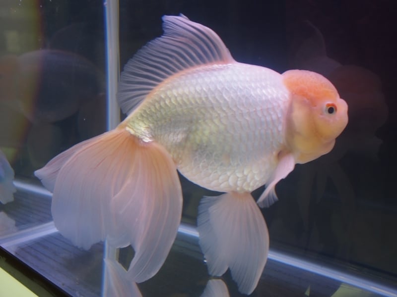 ジャンボオランダ