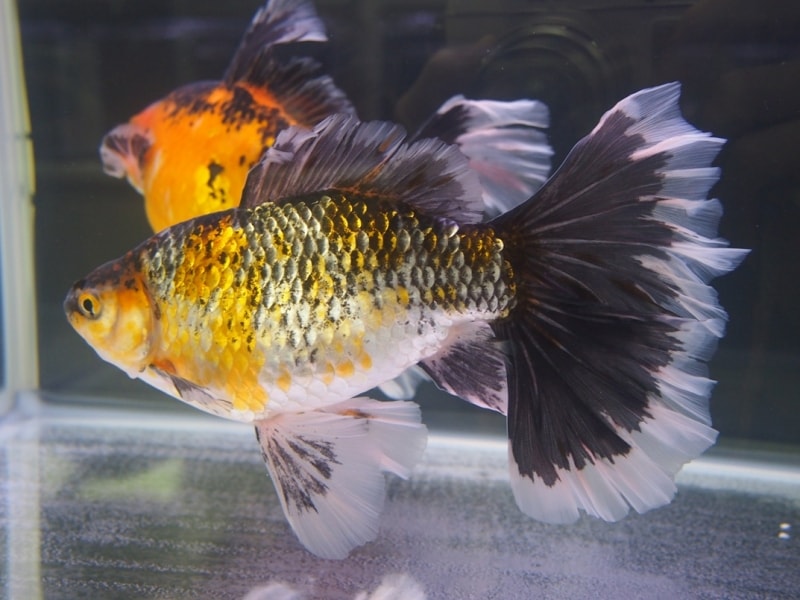 寿恵廣錦(スエヒロニシキ)