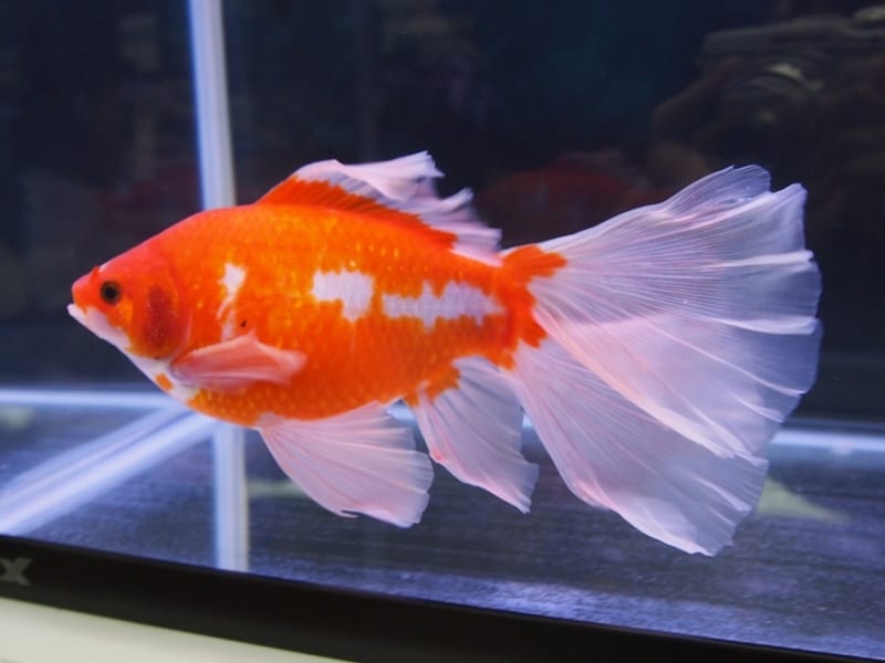 もみじブリストル