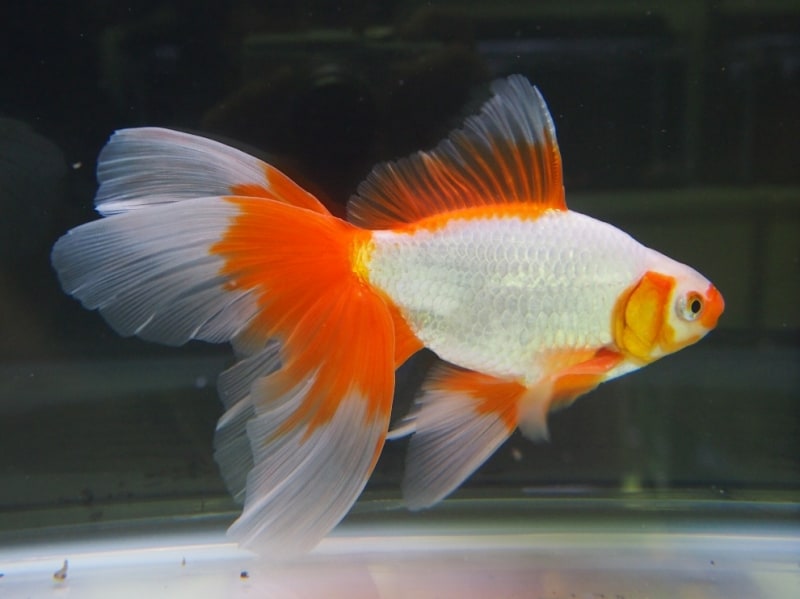 東海錦(トウカイニシキ)