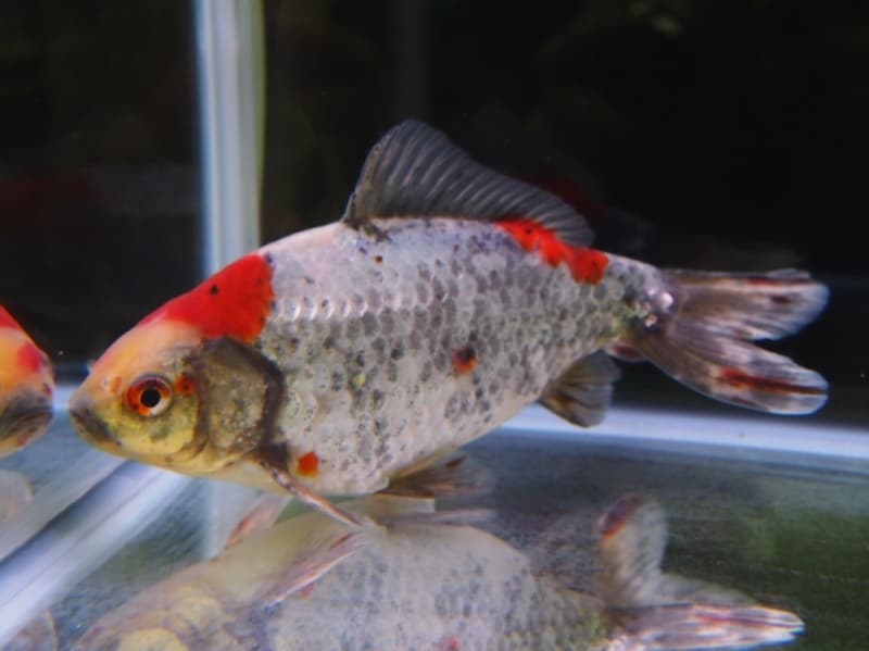 三色和金(サンショクワキン)