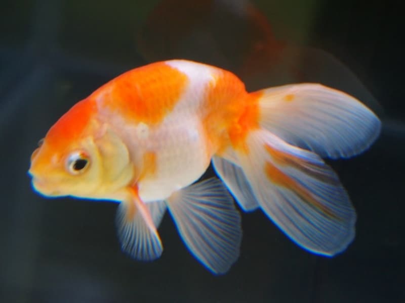 京桜(キョウザクラ)