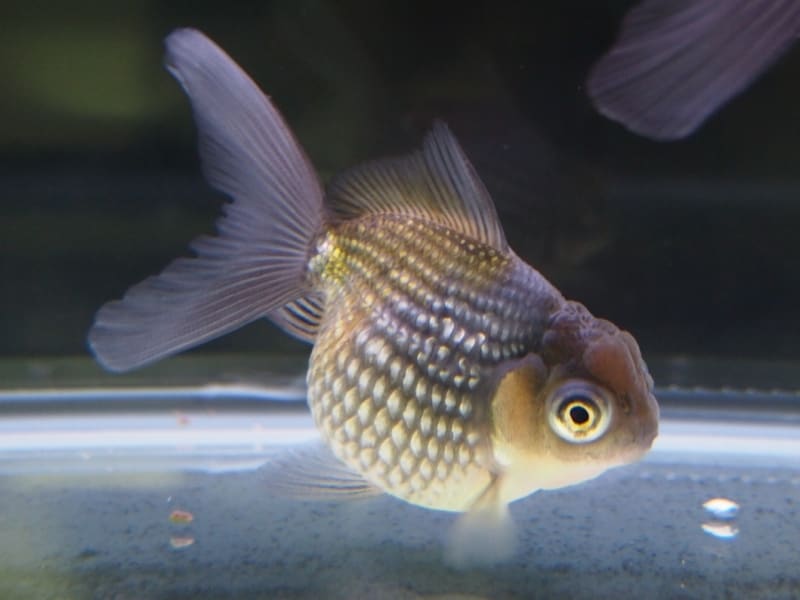 穂竜(ホリュウ)