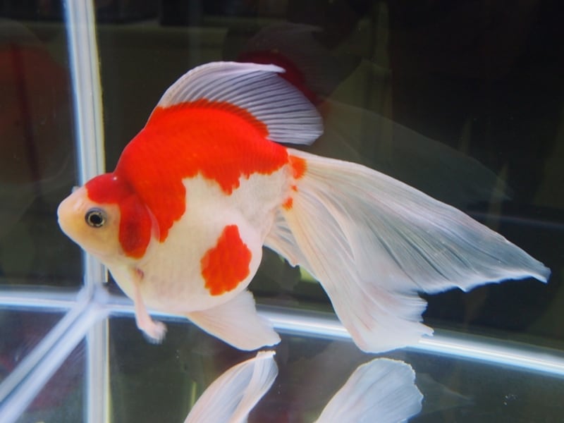 玉サバ(タマサバ)