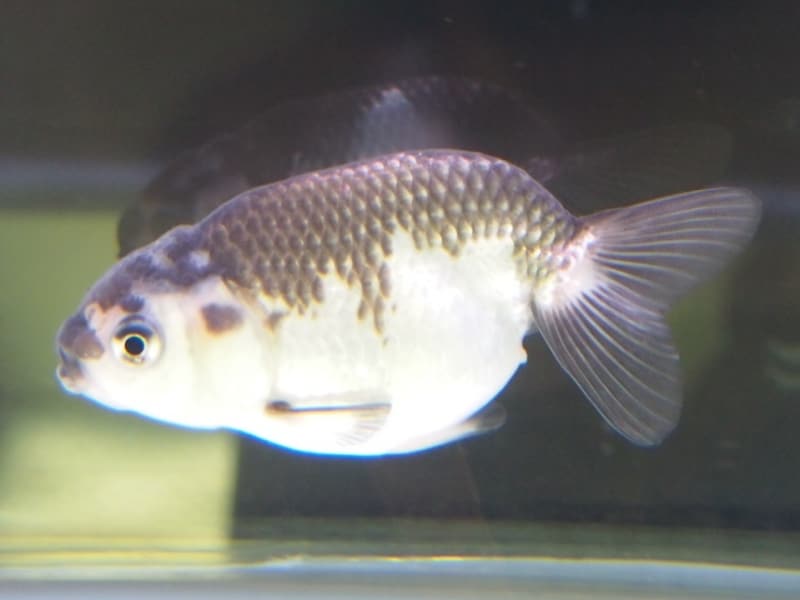 羽衣らんちゅう(ハゴロモランチュウ)