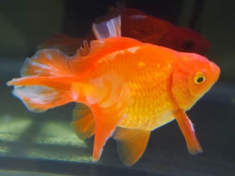 土佐錦(トサキン)