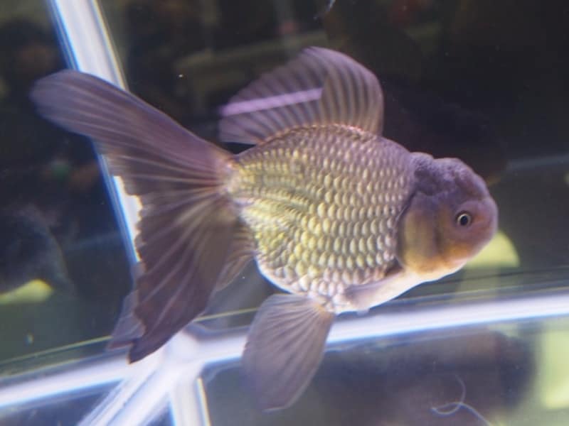 青文魚(セイブンギョ)