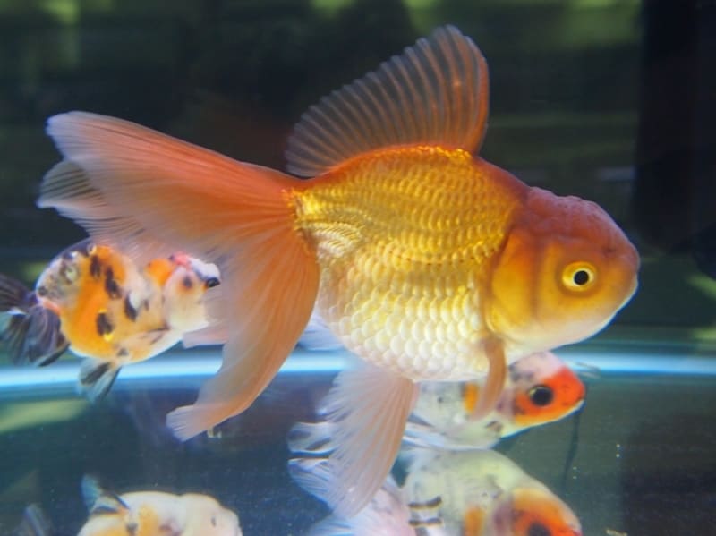 茶金(チャキン)