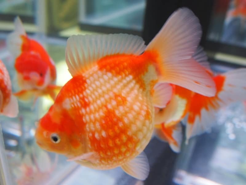 珍珠鱗(チンシュリン)