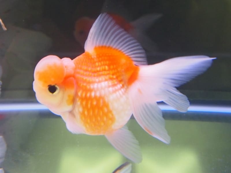 浜錦(ハマニシキ)