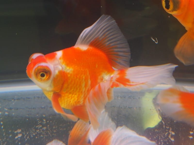 蝶尾(チョウビ)