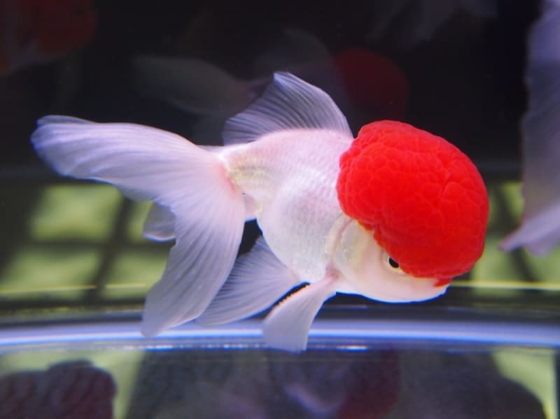 丹頂(タンチョウ)