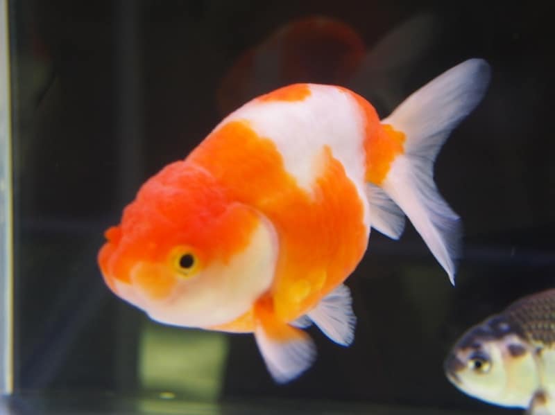 桜錦(サクラニシキ)