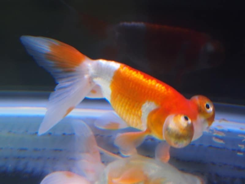 頂天眼(チョウテンガン)