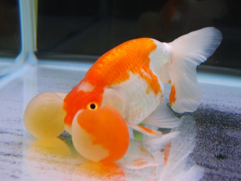 水泡眼(スイホウガン)