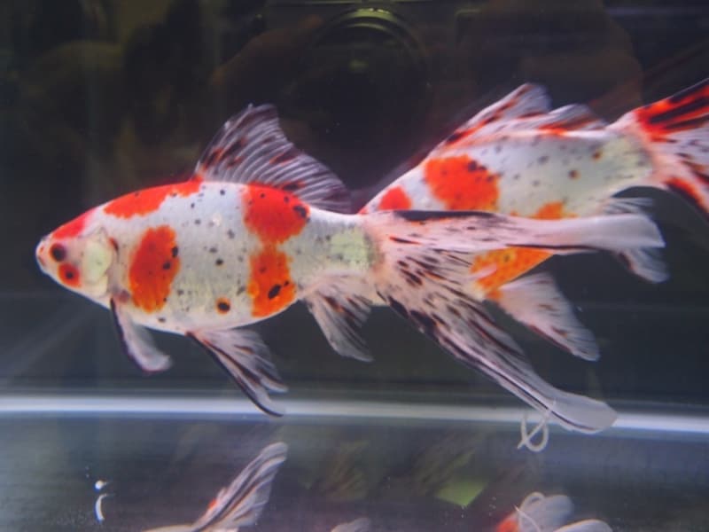 朱文金(シュブンキン)