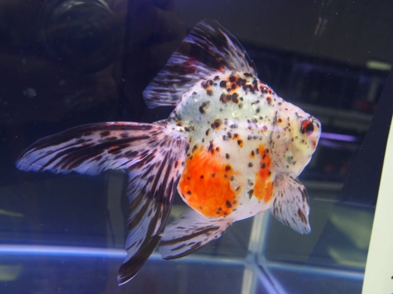 キャリコ琉金(キャリコリュウキン)